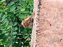 Passer montanus
