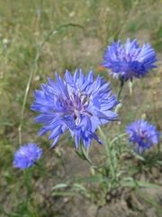Centaurea cyanus