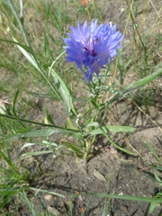 Centaurea cyanus