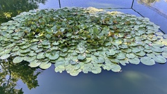Nelumbonaceae
