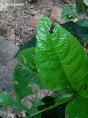 Rhodobaenus