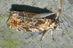 Olethreutes olivaceana