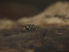 Musca domestica