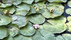 Nelumbonaceae