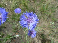 Centaurea cyanus