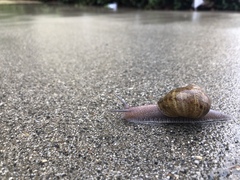 Cornu aspersum
