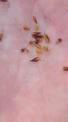 Rhynchospora gracilenta