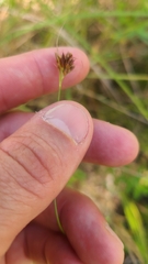 Rhynchospora gracilenta