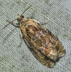 Olethreutes olivaceana