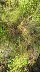 Rhynchospora gracilenta