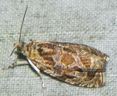 Olethreutes olivaceana