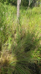 Rhynchospora gracilenta