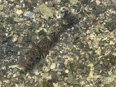 Crangon septemspinosa