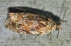 Olethreutes olivaceana