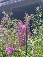 Filipendula rubra