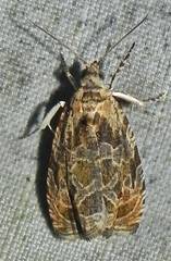 Olethreutes olivaceana