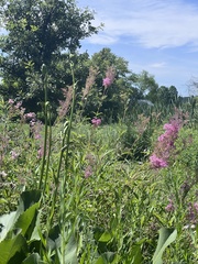 Filipendula rubra