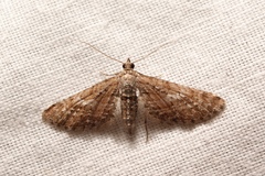 Eupithecia scopariata