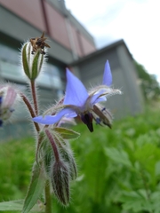 Borago officinalis