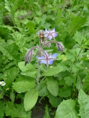 Borago officinalis