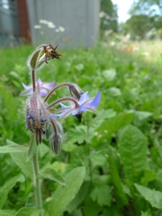 Borago officinalis