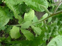 Borago officinalis
