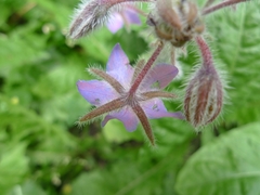 Borago officinalis