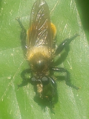 Laphria janus