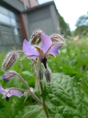 Borago officinalis