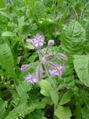 Borago officinalis