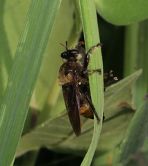 Laphria grossa