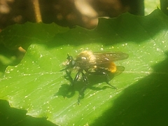 Laphria janus
