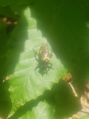 Laphria janus