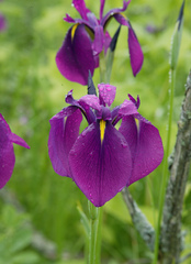 Iris ensata