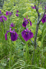 Iris ensata