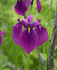 Iris ensata