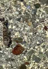 Crangon septemspinosa