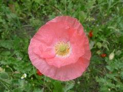 Papaveroideae