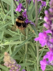 Bombus