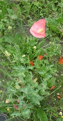 Papaveroideae