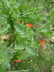 Papaveroideae