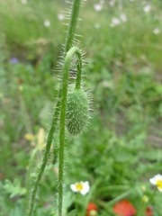 Papaveroideae