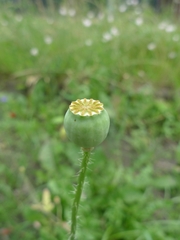Papaveroideae