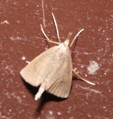 Pseudobissetia terrestrellus