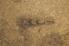 Oxyeleotris marmorata