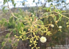 Senegalia langsdorffii