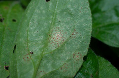 Puccinia arenariae