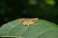 Cotachena histricalis