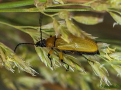 Proctenius granatensis