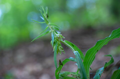 Epipactis leptochila neglecta